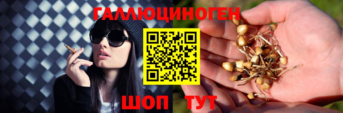 Галлюциногенные грибы MAGIC MUSHROOMS  Вход с VPN  Заводоуковск 